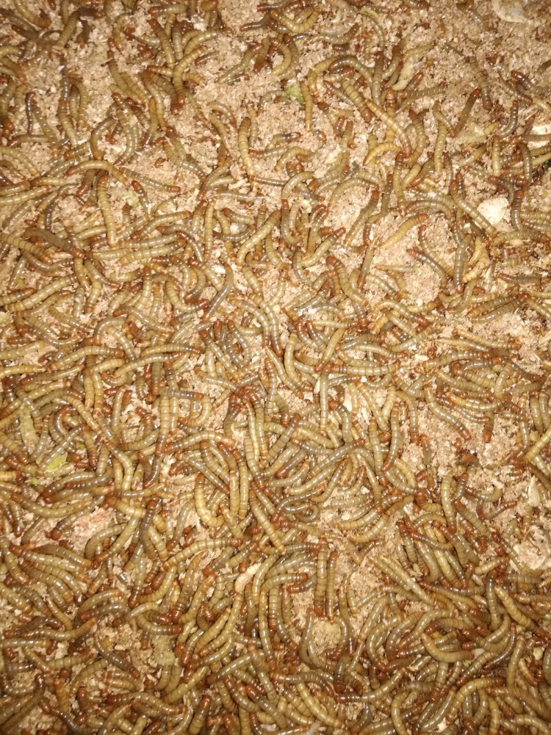 黄粉虫