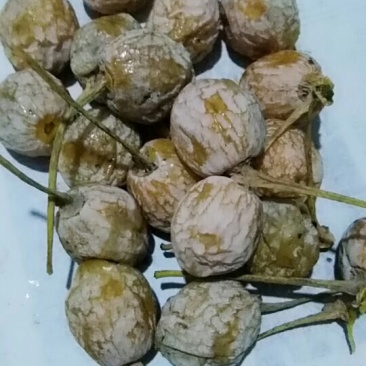 银杏果，白果