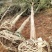 三角枫261~300cm