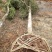 三角枫261~300cm