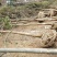三角枫261~300cm