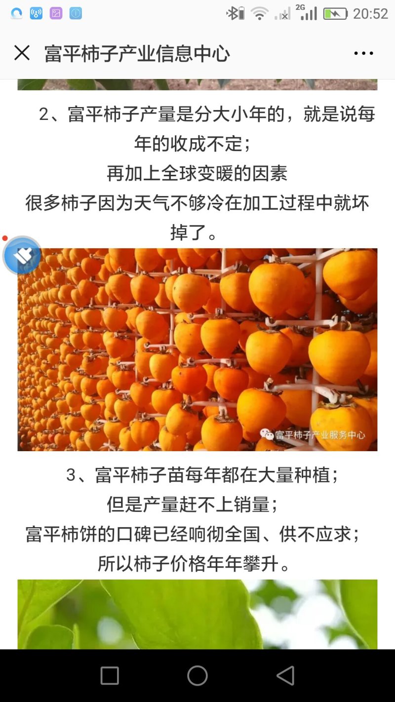 富平柿饼甲天下