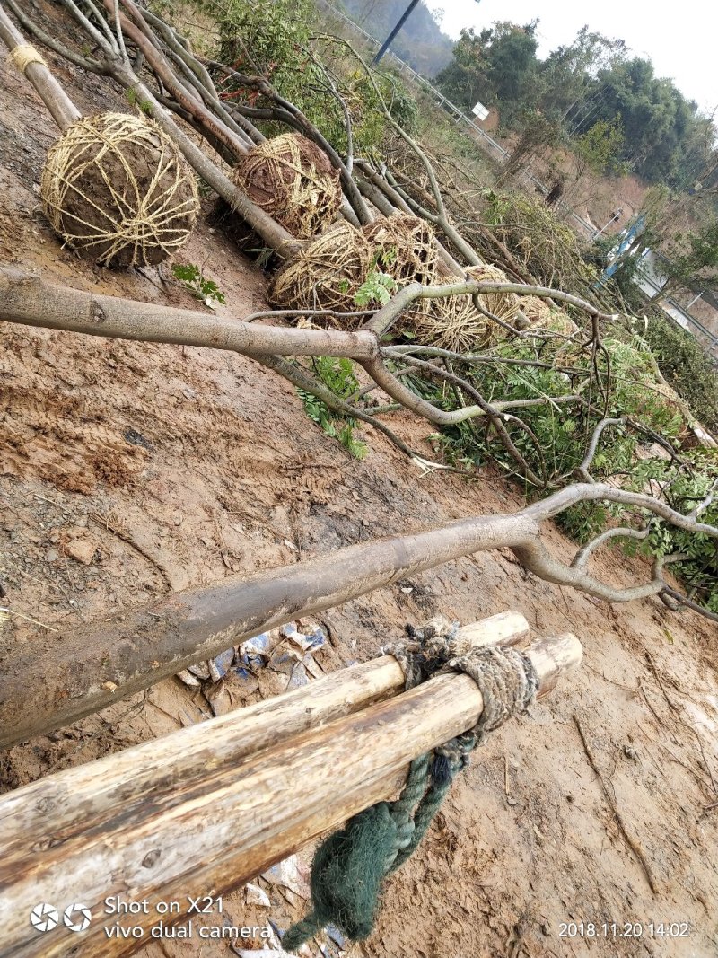 栾树20cm以上14~16cm4米以上