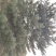 大量供应各种规格油松