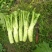 花叶棒菜（青棒薄皮）1.0斤以上