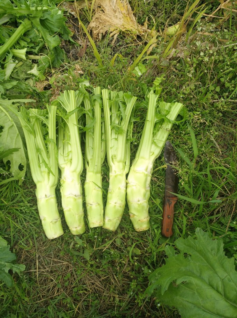 花叶棒菜（青棒薄皮）1.0斤以上