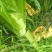 花叶棒菜（青棒薄皮）1.0斤以上