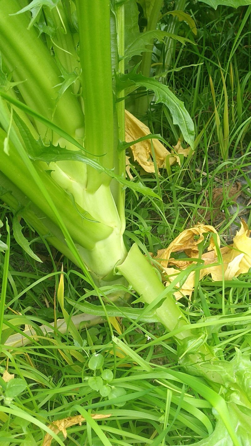 花叶棒菜（青棒薄皮）1.0斤以上