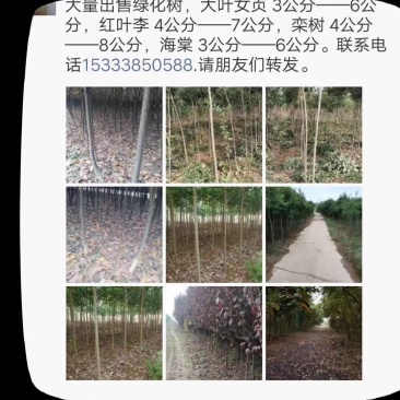 栾树3――10公分。