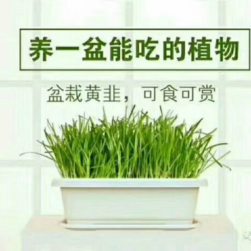 黄韭盆景2019年新韭菜根