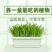 黄韭盆景2019年新韭菜根