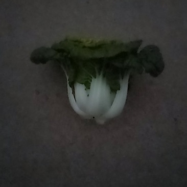 黄心菜欢迎前来选购