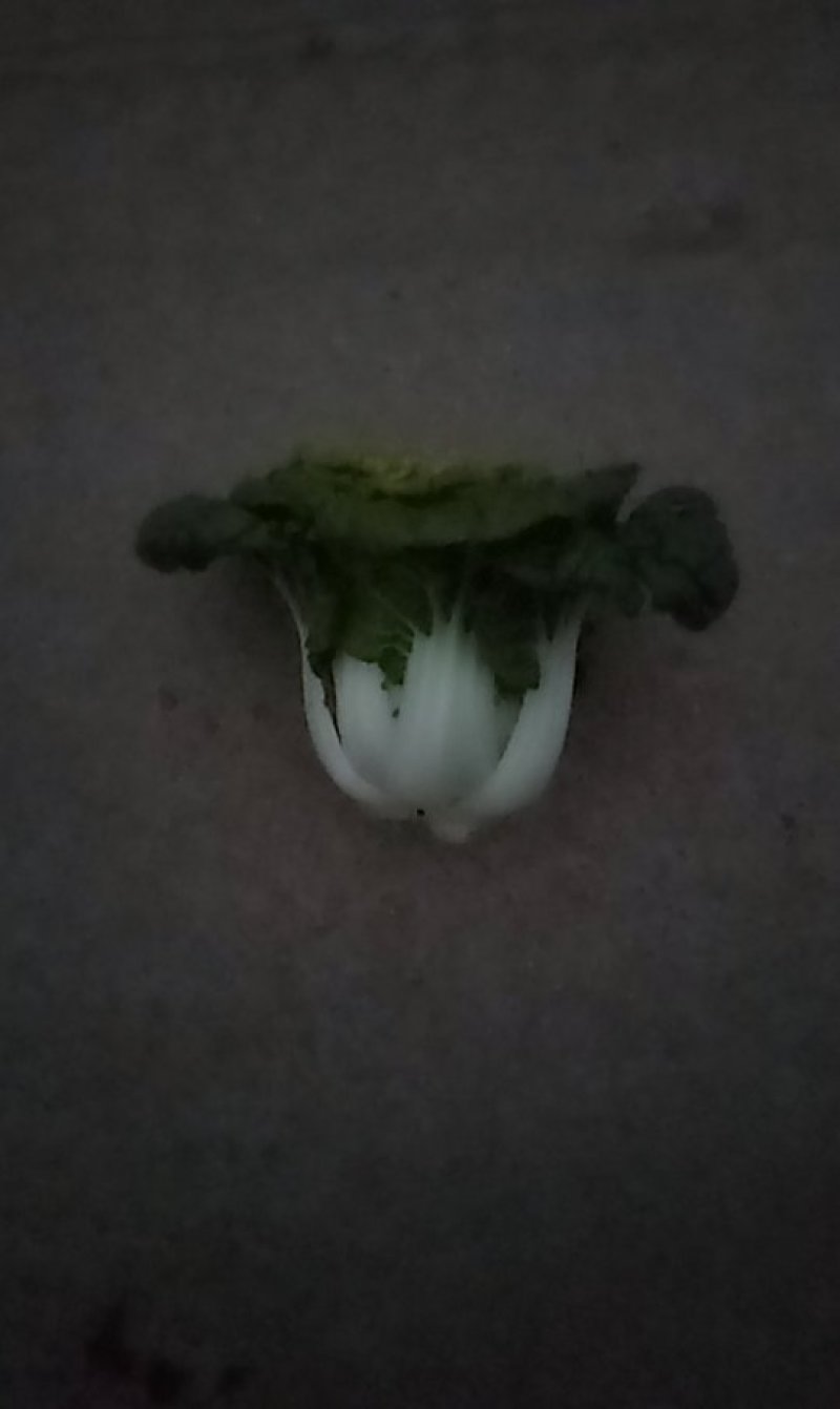 黄心菜欢迎前来选购