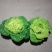 黄心菜欢迎前来选购