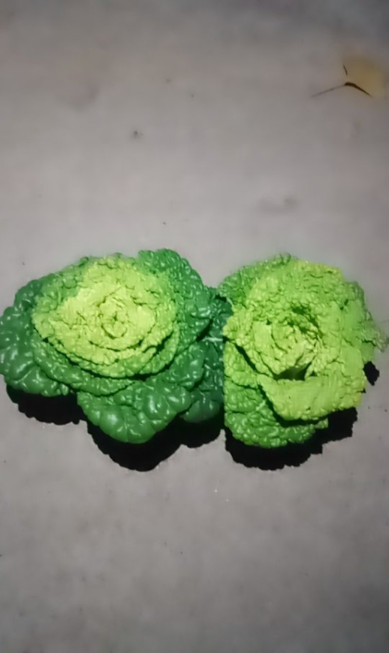 黄心菜欢迎前来选购
