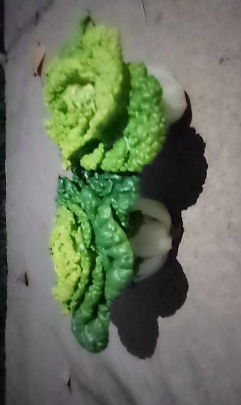 黄心菜欢迎前来选购