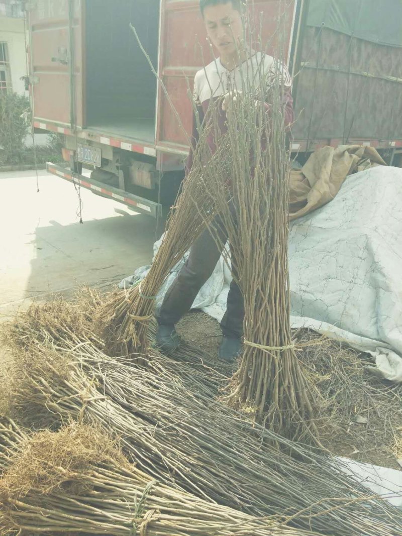 杜仲苗，优质杜仲苗基地直供。各种规格。