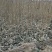 杜仲苗，优质杜仲苗基地直供。各种规格。