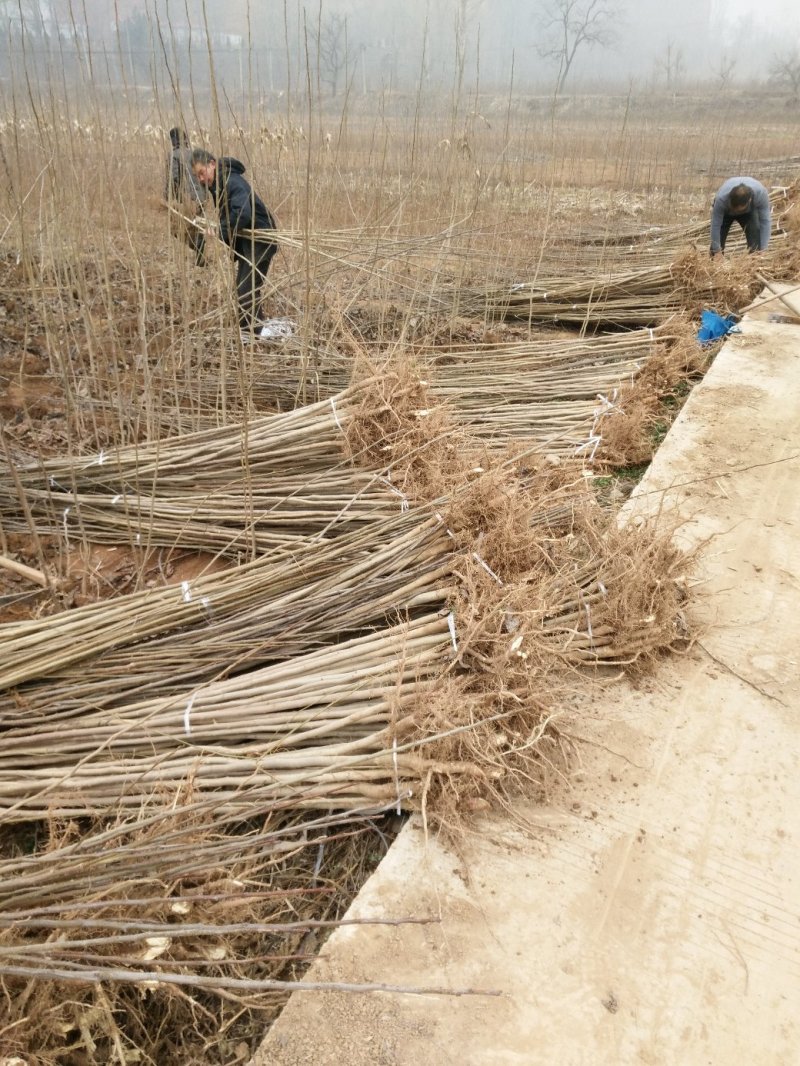 杜仲苗，优质杜仲苗基地直供。各种规格。