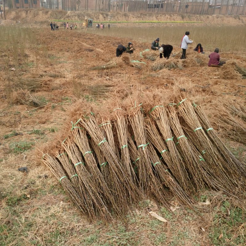 杜仲苗，优质杜仲苗基地直供。各种规格。