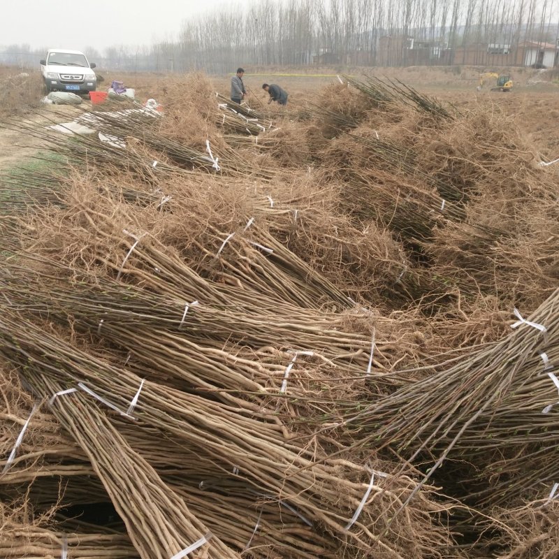 杜仲苗，优质杜仲苗基地直供。各种规格。