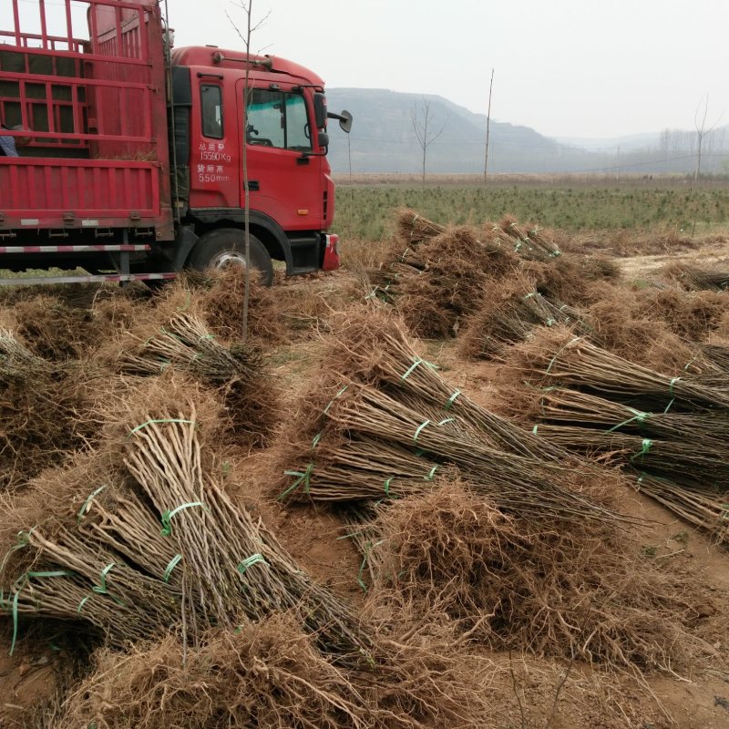 杜仲苗，优质杜仲苗基地直供。各种规格。