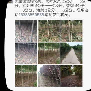 红叶李3――6公分