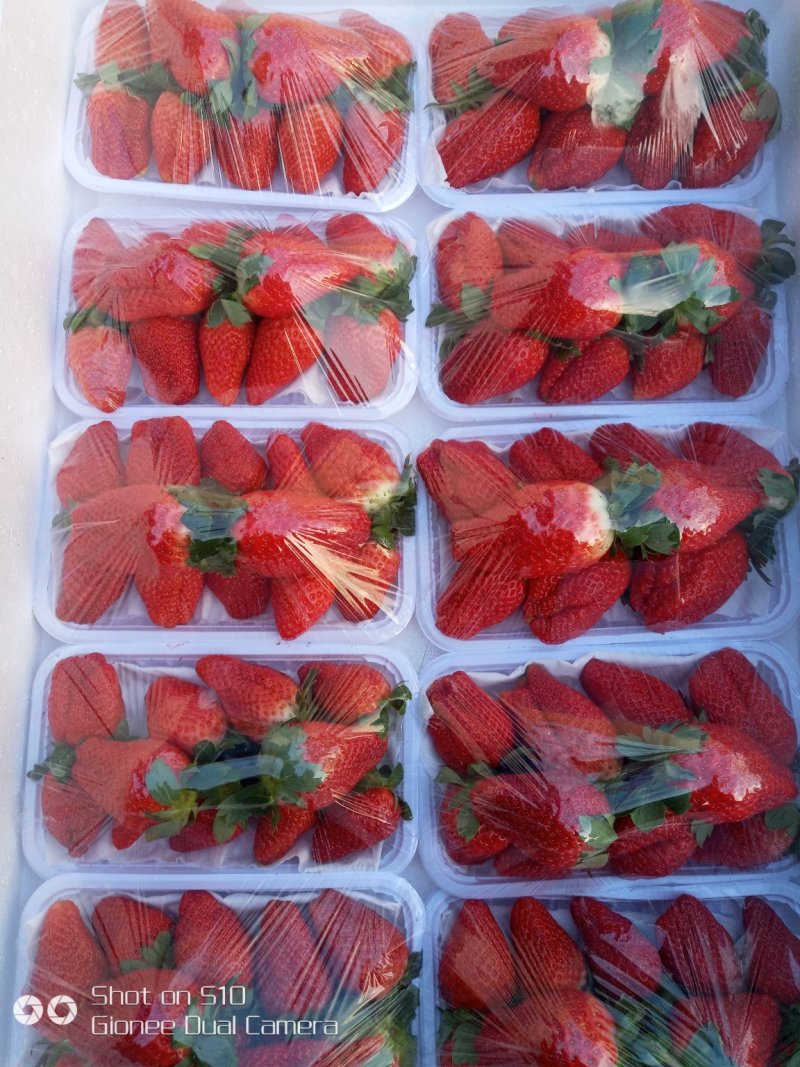 甜查理草莓，久久草莓。红颜草莓，法兰帝草莓。