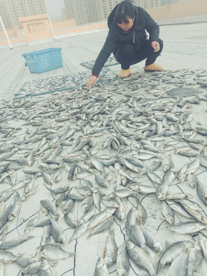 鲫鱼干日晒