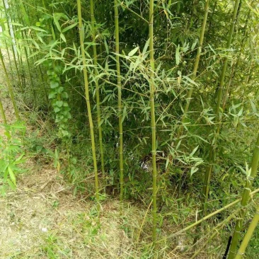 四季青竹紫竹苗青竹苗龟甲竹金镶玉竹苗罗汉竹苗庭院