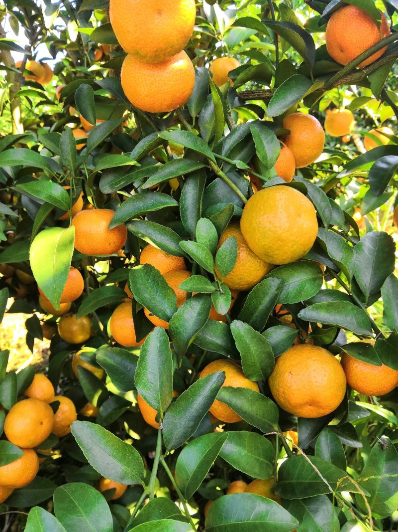 沙糖桔