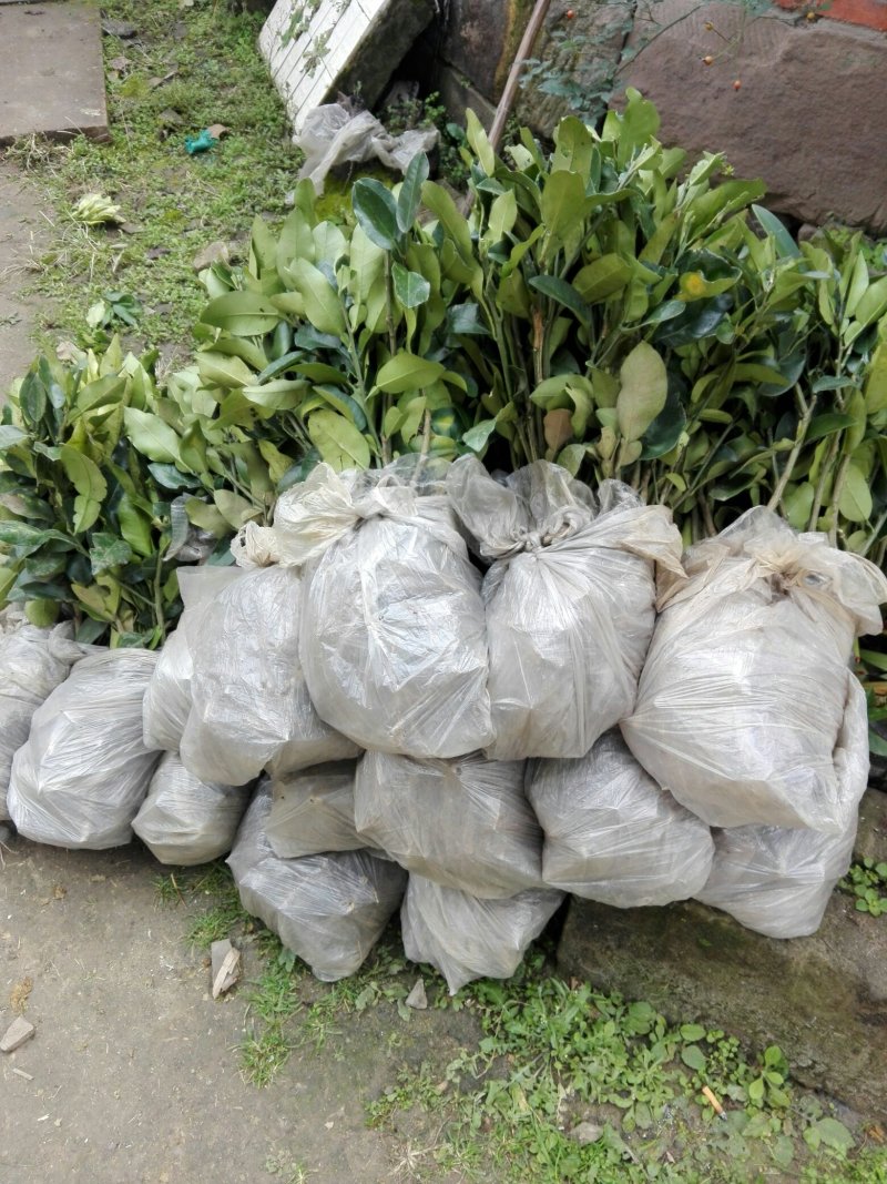 正宗嫁接福建冠溪蜜柚苗（白肉），一年苗！泥浆保湿，薄膜包