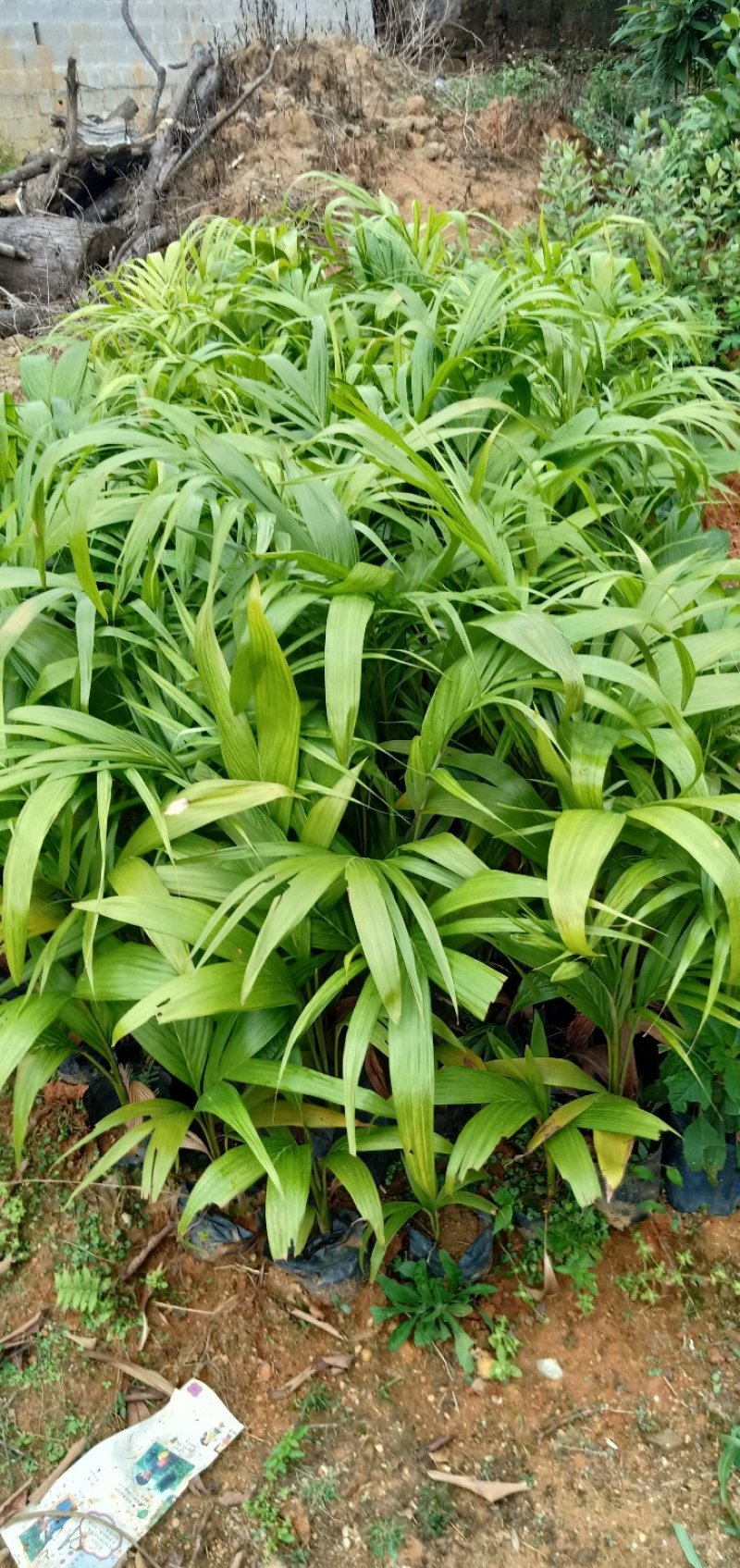 假槟榔苗风景树苗庭院种植
