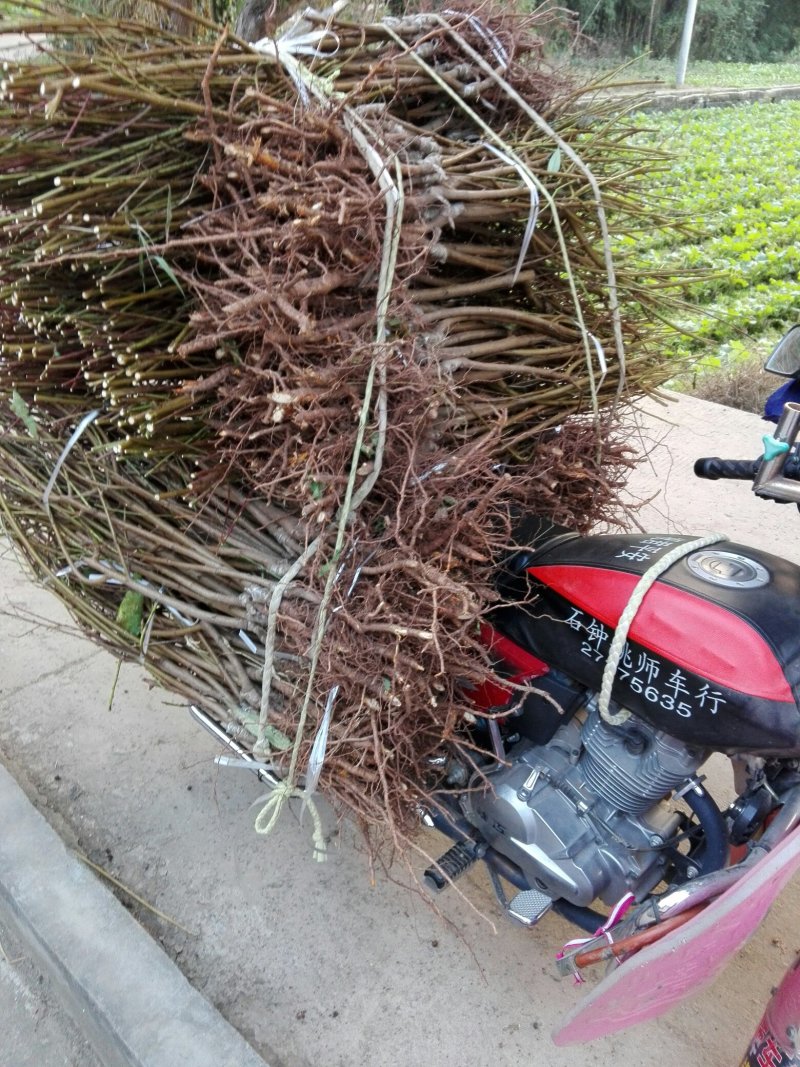黄金蜜桃树苗皮球桃嫁接苗