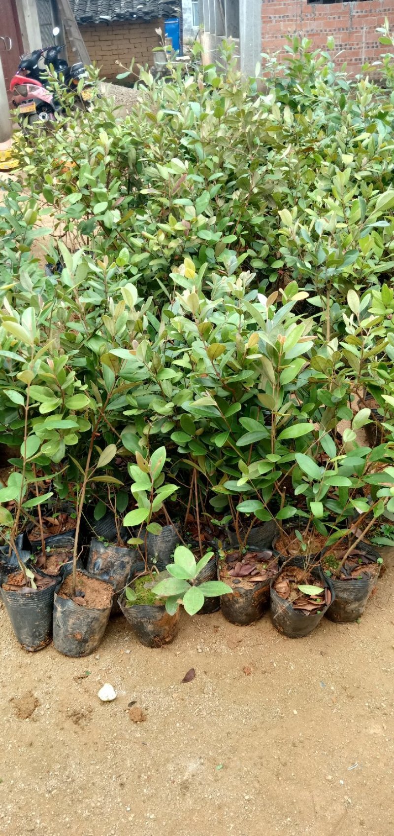 捻子苗桃金娘苗杯苗山花浪费果苗
