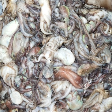 野生海鲜尖头虾龙头鱼，豆腐鱼