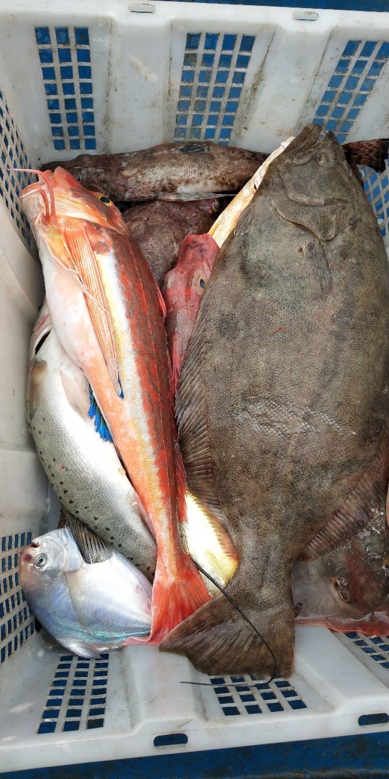 野生海鲜尖头虾龙头鱼，豆腐鱼