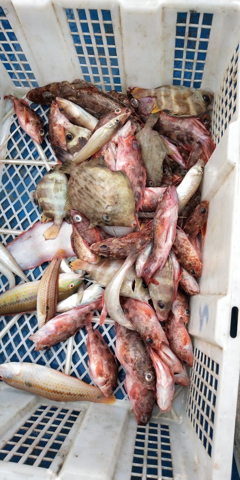 野生海鲜尖头虾龙头鱼，豆腐鱼