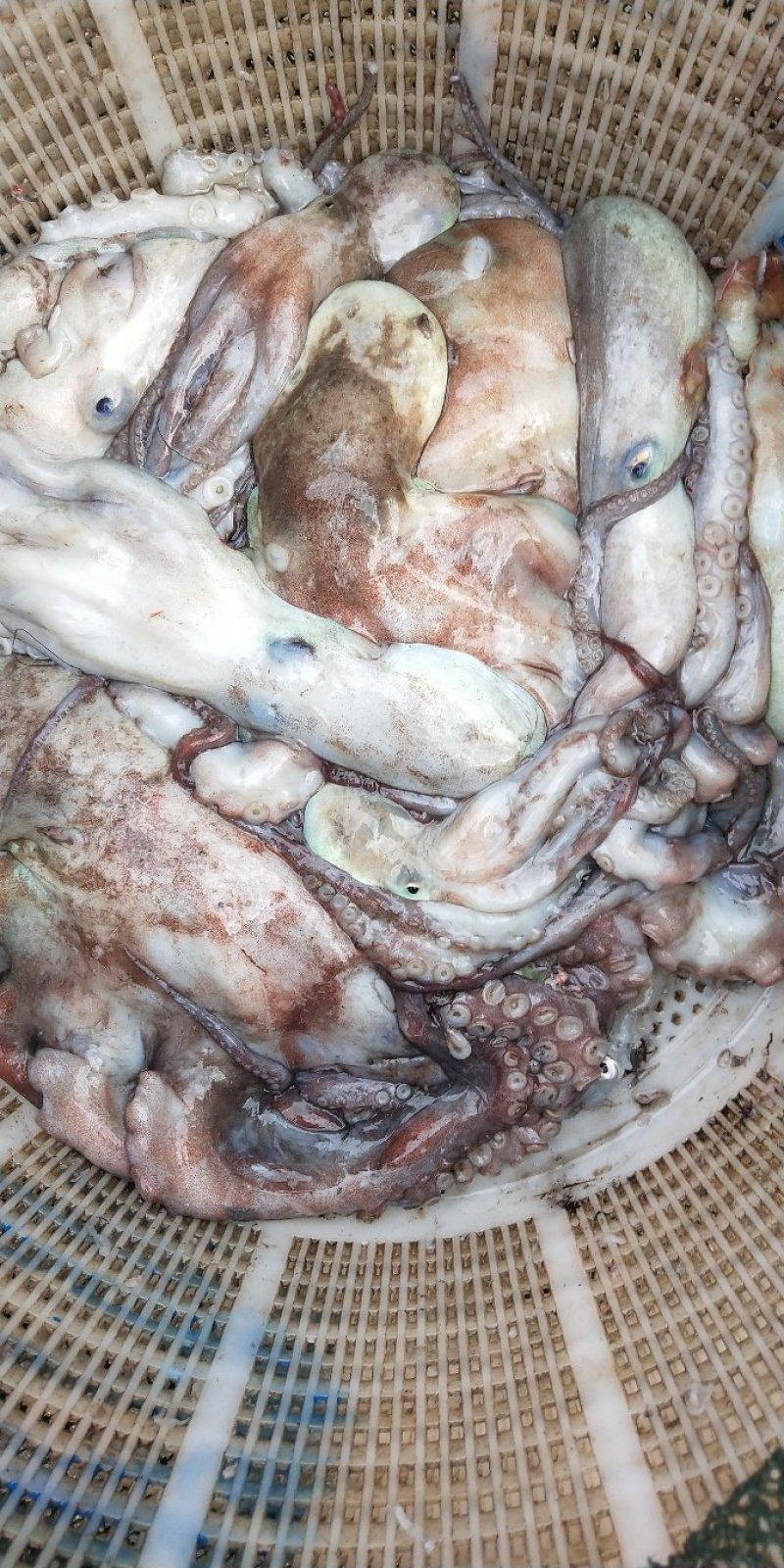 野生海鲜尖头虾龙头鱼，豆腐鱼