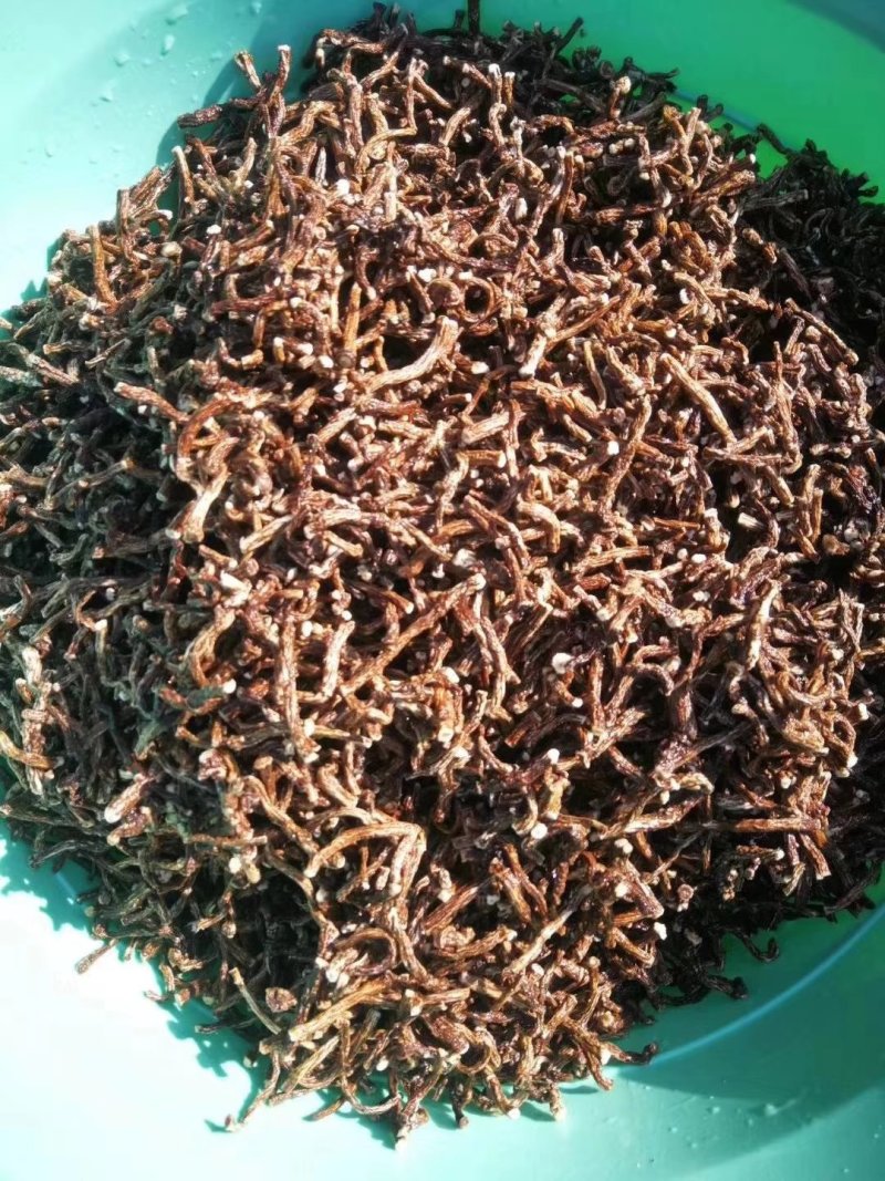 野生蒲公英根茶（手工炒制）《招代理，我们生产》
