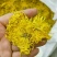 金丝黄菊
