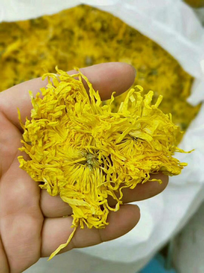 金丝黄菊