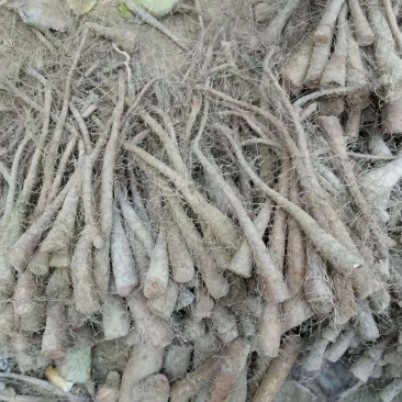 九斤黄山药苗子，九斤黄山药原种，产量高，品种优良，质量保