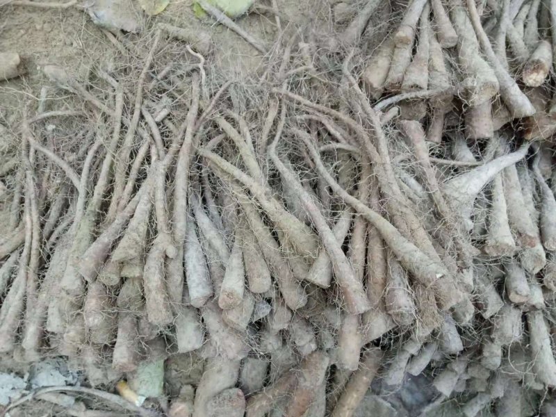 九斤黄山药苗子，九斤黄山药原种，产量高，品种优良，质量保