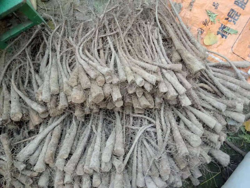 九斤黄山药苗子，九斤黄山药原种，产量高，品种优良，质量保