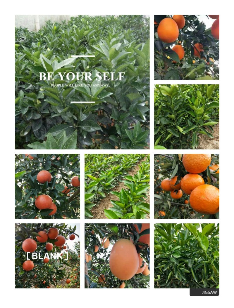 纽荷尔脐橙苗30~50cm，保证品种纯度和质量！