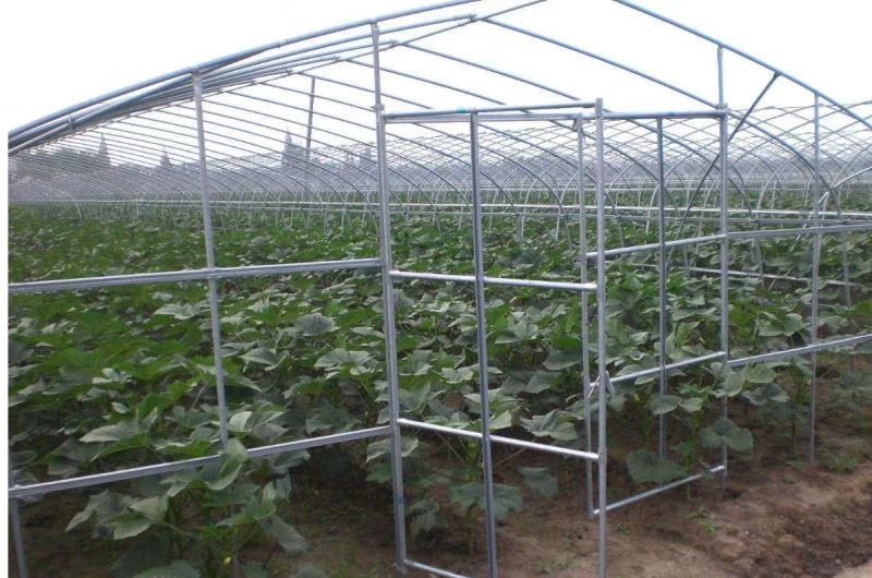 天津大棚骨架厂家直销大棚钢管8米宽蔬菜种植棚西瓜棚