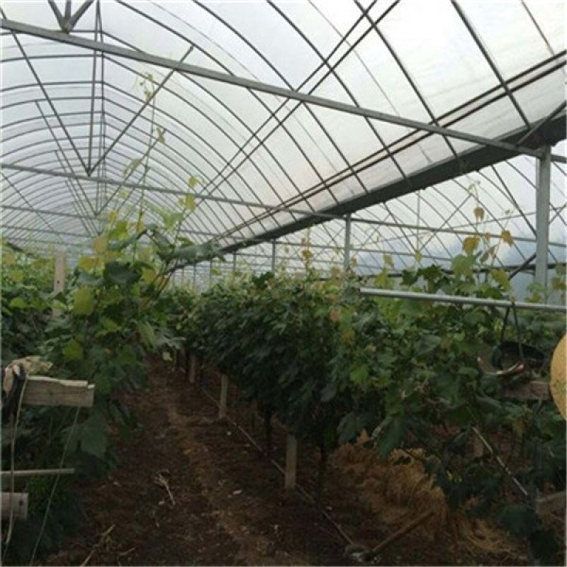 天津大棚骨架厂家直销大棚钢管8米宽蔬菜种植棚西瓜棚