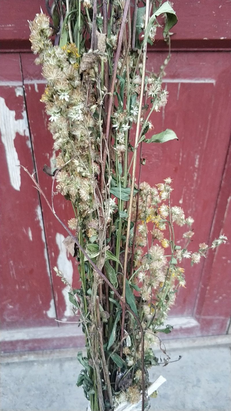 贵州中药材正品一枝黄花一束黄花包邮