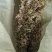 贵州中药材正品一枝黄花一束黄花包邮